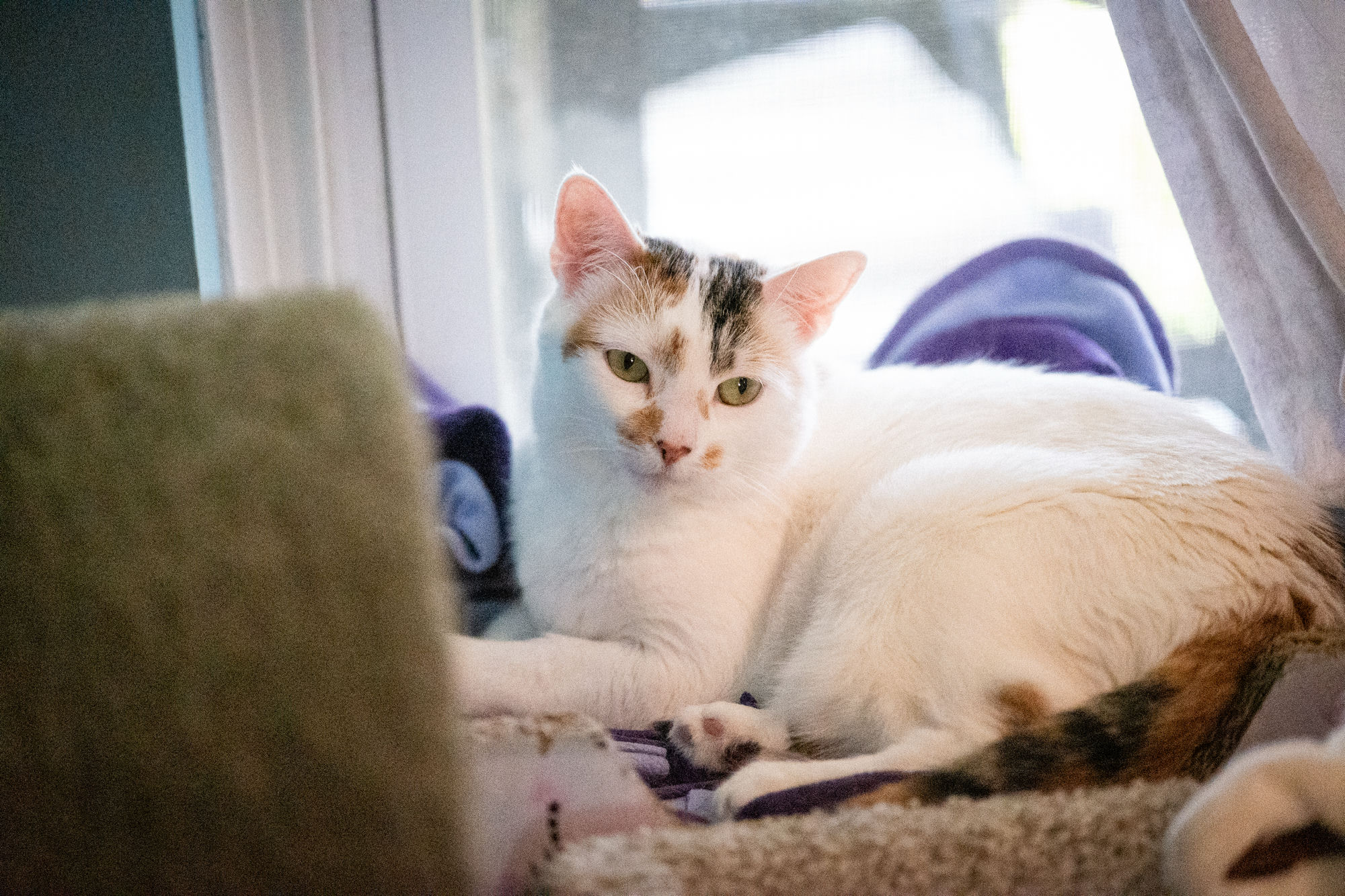Estrella, a calico cat lounging by a window, looking directly at the camera